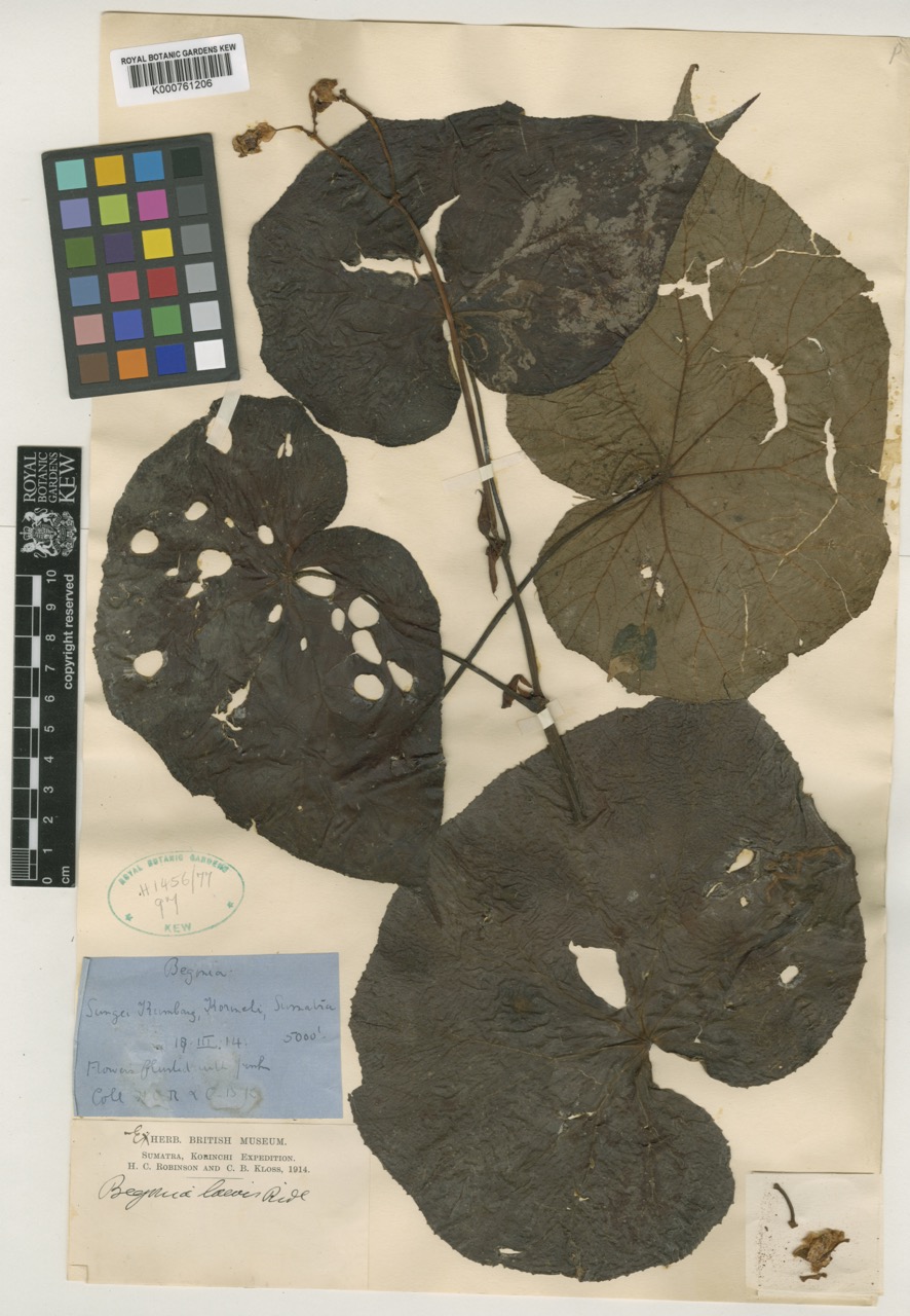 B. laevis